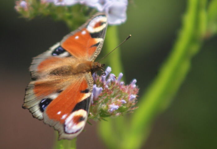 A Peacock Butterfly In My Garden