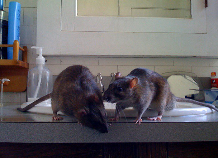 30 Careers That Seem Great But Are Actually Horrible And Careers That Are Often Overlooked, As Shared In This Online Thread