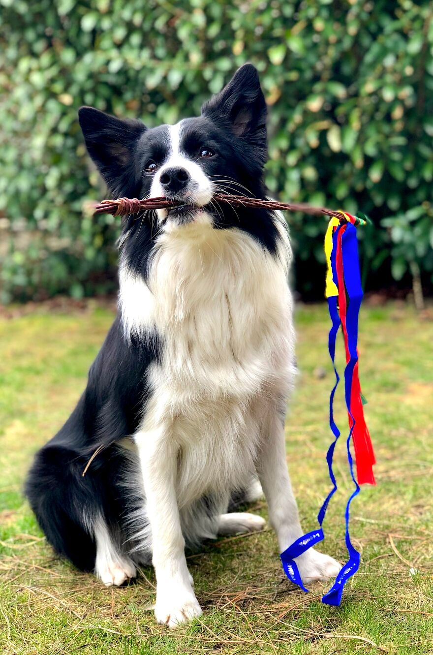How Getting A Dog Saved My Life. How Getting A Dog Saved My Life.
