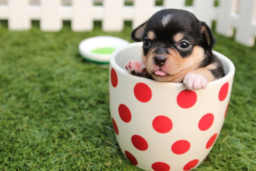 How Getting A Dog Saved My Life. How Getting A Dog Saved My Life.