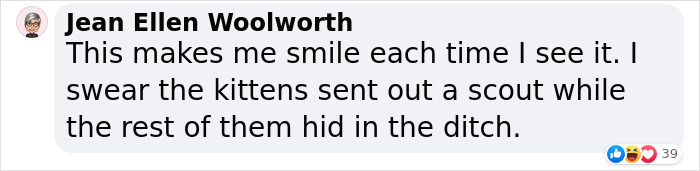 Man &lsquo;Ambushed&rsquo; By Kittens As He Stops On The Side Of The Road To Rescue One