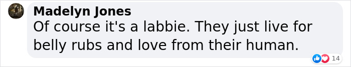 Dog-Interrupts-Football-Match-For-Belly-Rubs