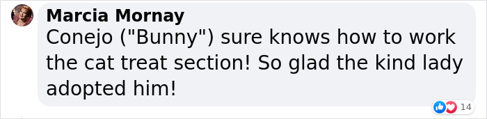 Stray Cat Begging For Food At A Store Melts This Woman's Heart, So She Adopts It And Shares Its Glow Up On Instagram