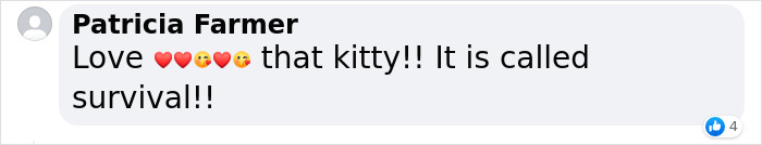 Stray Cat Begging For Food At A Store Melts This Woman's Heart, So She Adopts It And Shares Its Glow Up On Instagram