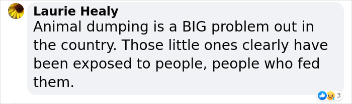 Man &lsquo;Ambushed&rsquo; By Kittens As He Stops On The Side Of The Road To Rescue One