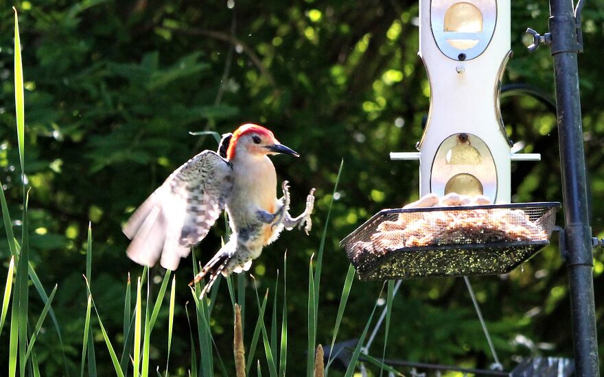 Red-Bellied Woodpecker Coming In Hot.