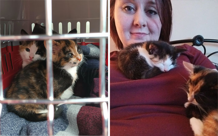 I Adopted The 2 Most Beautiful Little Posers Today. Very Affectionate & So Precious!