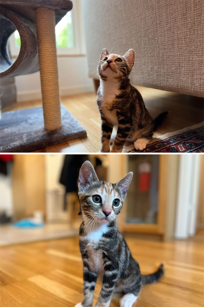 Just Adopted My First Cat, She Loves Long Naps And Hates The Treats That I Bought For Her