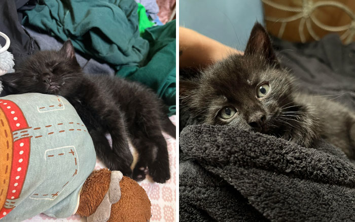 I Adopted My Very First Void. Everyone, Meet Goose. He Is The Younger Cousin Of My White Kitten, Sprout