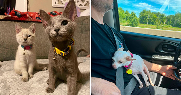 40 Fotos reconfortantes de mascotas rescatadas este mes de junio para sanar tu alma