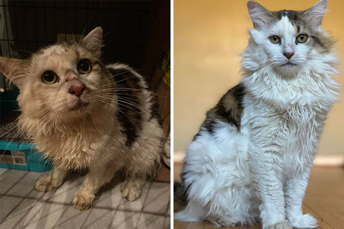 First 2 Pics Are When He Was Brought Into Perth Rescue Angles Cold, Wet, Scared And Starving About A Year Ago. 3rd Was His Adoption Profile Photo. Brought Him Home Just Over A Month Ago. His Name Is Daryl And I Would Fling Myself Into The Sun For Him
