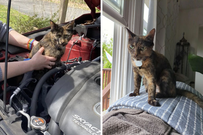 This Is Freddie. She Was Rescued From Under The Hood Of A Car. We've Had Her For Two Weeks And She's Absolutely Driving Us Insane