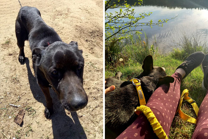 Poor German Shephard I Found Starving And Chained To An Abandoned Property Last Week. I Rescued Him And Trying My Best To Take Care Of Him. See Last Pics For Happier Ones