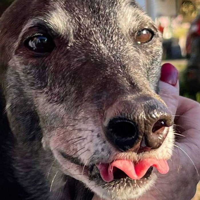 New Pilot Project Will See Rescued Greyhounds Visiting The Elderly In Aged Care Homes In Australia