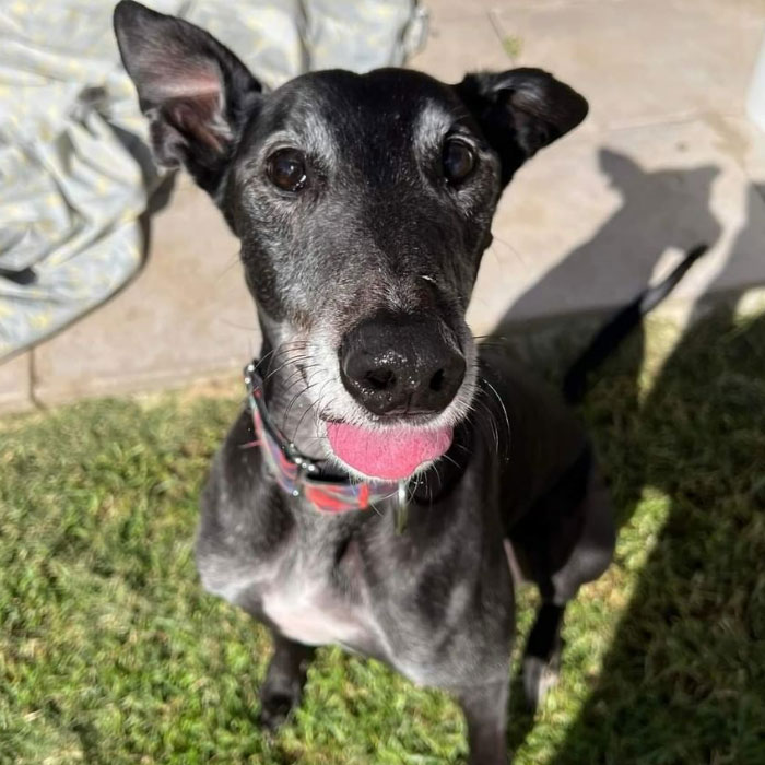 New Pilot Project Will See Rescued Greyhounds Visiting The Elderly In Aged Care Homes In Australia