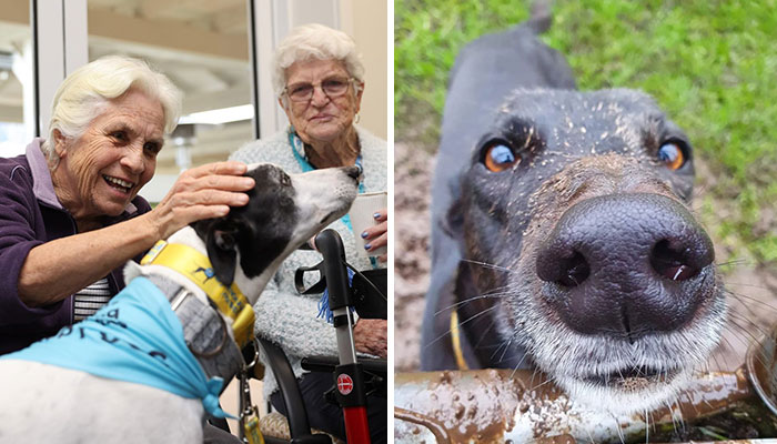 New Pilot Project Will See Rescued Greyhounds Visiting The Elderly In Aged Care Homes In Australia