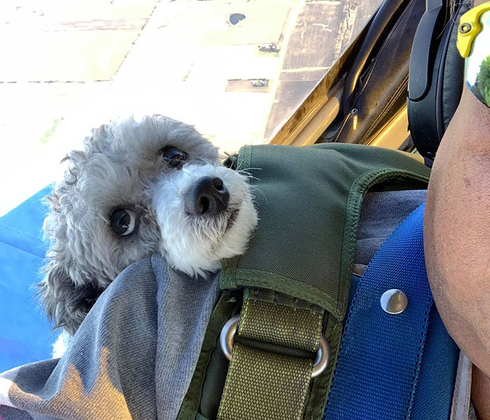 “I’d Rather Be Flying Dogs”: Retired Pilot Flies Rescue Animals To Their New Homes “I’d Rather Be Flying Dogs”: Retired Pilot Flies Rescue Animals To Their New Homes