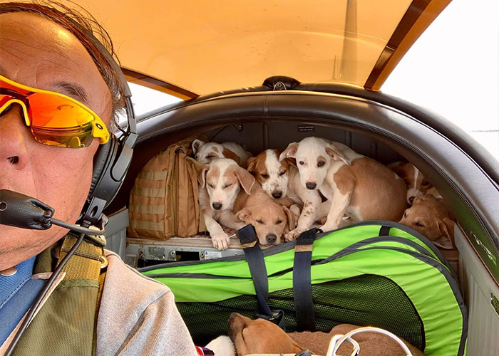 “I’d Rather Be Flying Dogs”: Retired Pilot Flies Rescue Animals To Their New Homes “I’d Rather Be Flying Dogs”: Retired Pilot Flies Rescue Animals To Their New Homes