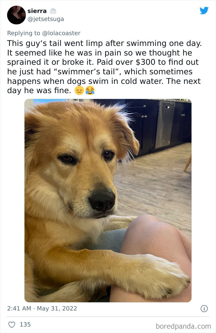 Ridiculous-Vet-Bills