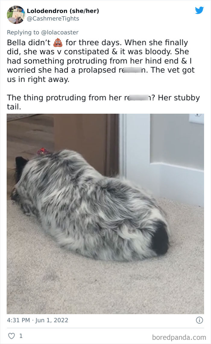 Ridiculous-Vet-Bills