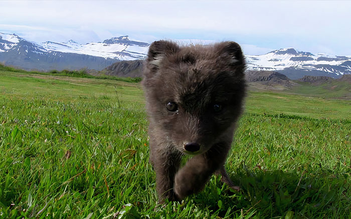 Arctic Fox Kit In Iceland