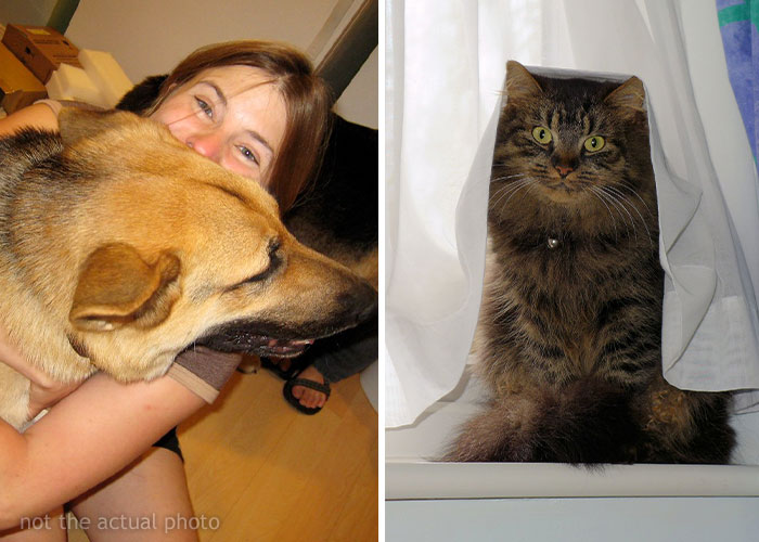 Every Private Tenant In UK To Get Legal Right To Keep A Pet In “Biggest Shake-Up Of The Private Rented Sector In 30 Years”