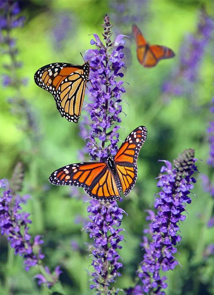 30 "Datos muy reconfortantes" compartidos por la gente