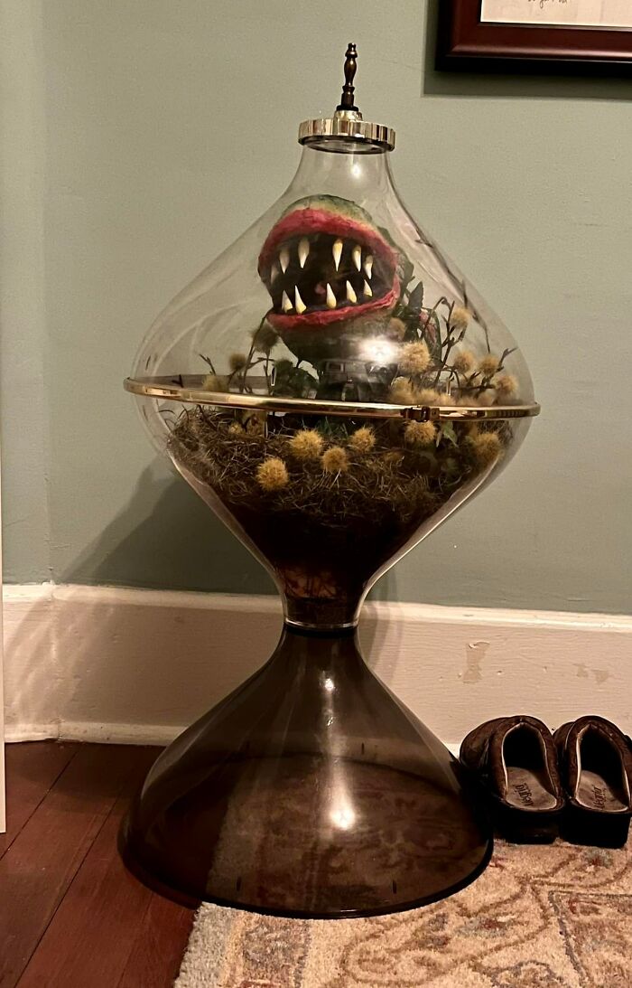 Ladies And Gentlemen, Behold My Find Today… (Ignore The Little Shop Of Horrors Inside) $65 In Everett, Wa