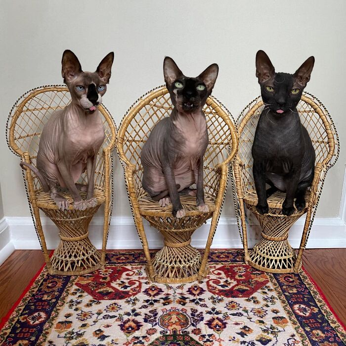 These Tiny Wicker Chairs Were Given To Me, And The Person I Got Them From Got Them Secondhand In Maryland