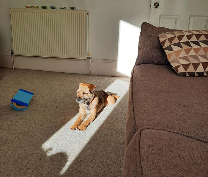 A Puppy Who Loves The Sun