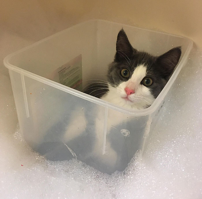 This Weirdo Yells Until I Let Her Join Me In The Bathtub