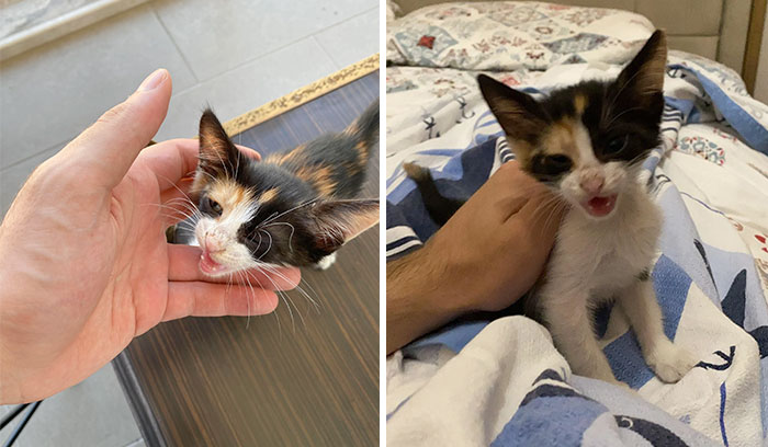 Saved And Adopted This Lady A Year Ago