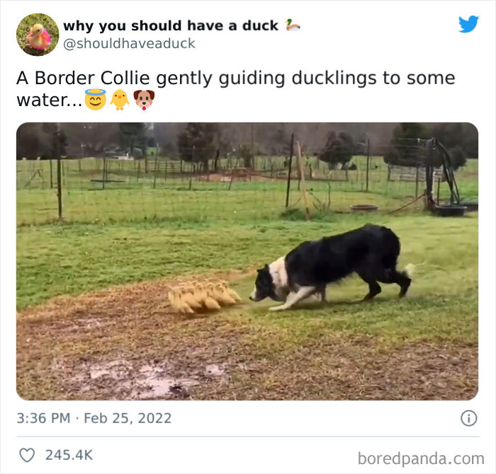 Why You Should Have A Duck