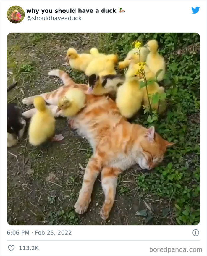 Why You Should Have A Duck