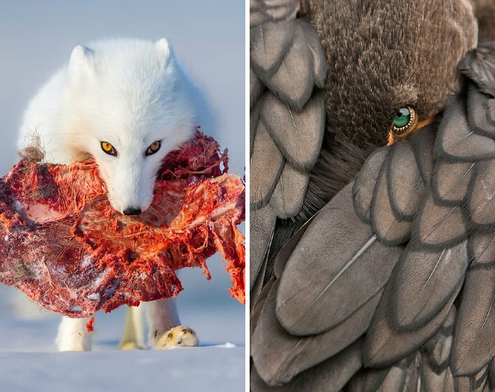 30 Captivating Photographs From This Year’s WildArt Photographer Of The Year Contest