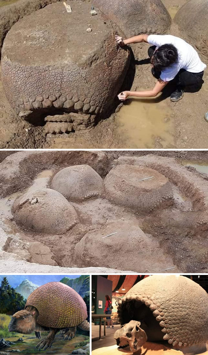 Un agricultor argentino encontró esta familia de armadillos gigantes (Glyptodon) de 20.000 años de antigüedad enterrada cerca de un río. Todos miraban en la misma dirección, como si estuvieran caminando hacia algo, el más grande era del tamaño de un Volkswagen escarabajo, se estima que pesaba alrededor de 2 toneladas