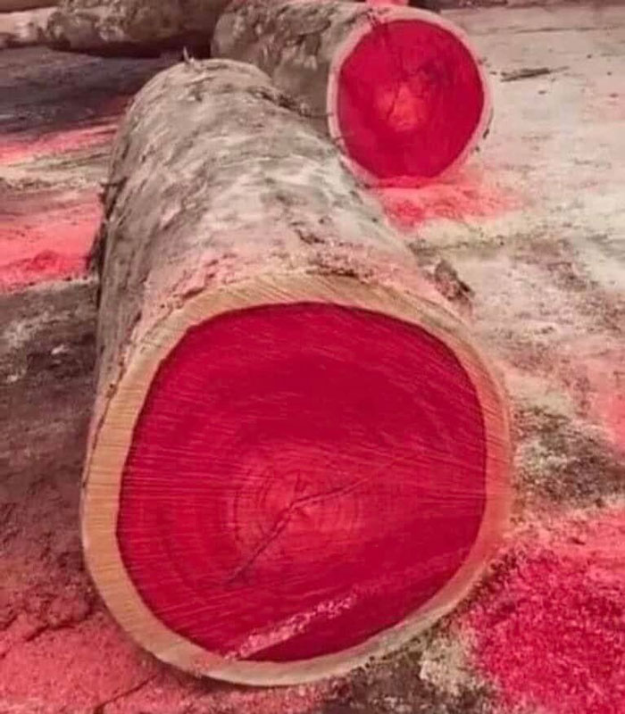 It Is The National Tree Of Brazil. This Plant Has Dense, Orange-Red Heartwood That Takes On A High Sheen And Is A Premium Wood Used For Making Bows For String Instruments