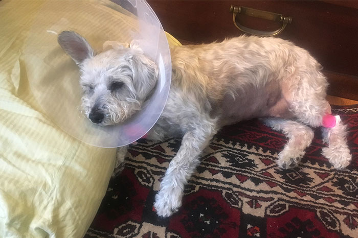 Someone Wonders "What’s The Worst Thing You’ve Come Home To?" And 30 People Deliver Honest Answers