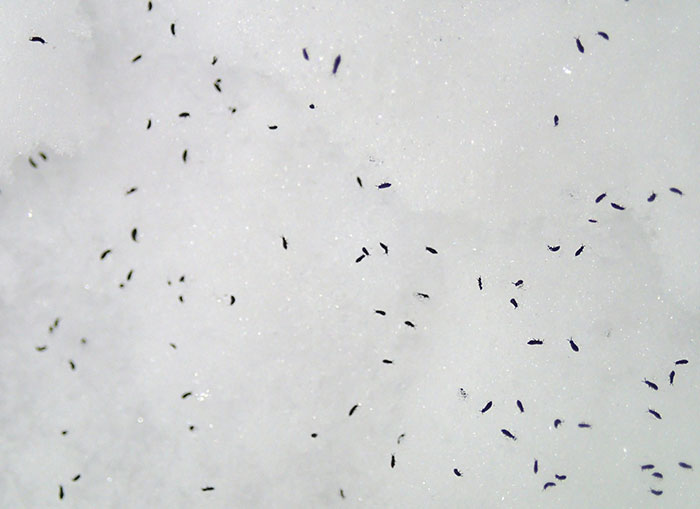 Someone Asks People To Share Stories About What The "Worst Roommate Ever" Did To Earn Their Title, 30 Deliver