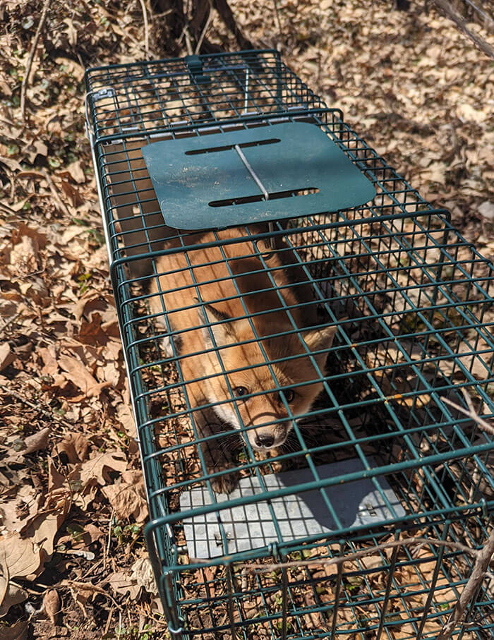 I Let This Little One Go Back To The Burrow