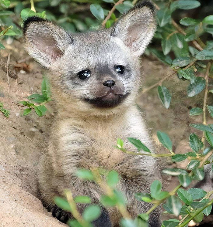 Adorable fluffy fox pup among green leaves, highlighting its cute, furry ears and expressive eyes.