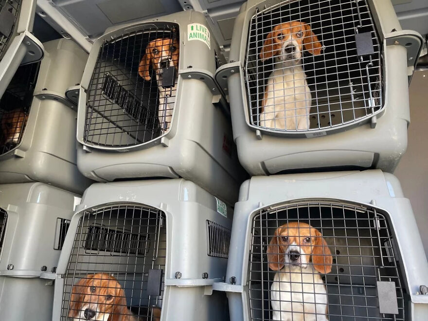 "They Don't Know What Grass Is": Over 4000 Beagles Got Rescued From A Medical Facility, And Now They Are In Dire Need Of New Homes "They Don't Know What Grass Is": Over 4000 Beagles Got Rescued From A Medical Facility, And Now They Are In Dire Need Of New Homes