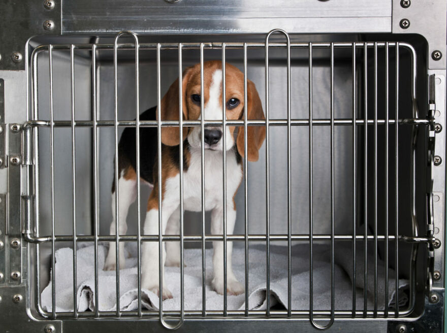 "They Don't Know What Grass Is": Over 4000 Beagles Got Rescued From A Medical Facility, And Now They Are In Dire Need Of New Homes "They Don't Know What Grass Is": Over 4000 Beagles Got Rescued From A Medical Facility, And Now They Are In Dire Need Of New Homes