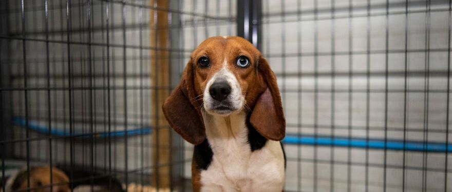 "They Don't Know What Grass Is": Over 4000 Beagles Got Rescued From A Medical Facility, And Now They Are In Dire Need Of New Homes "They Don't Know What Grass Is": Over 4000 Beagles Got Rescued From A Medical Facility, And Now They Are In Dire Need Of New Homes