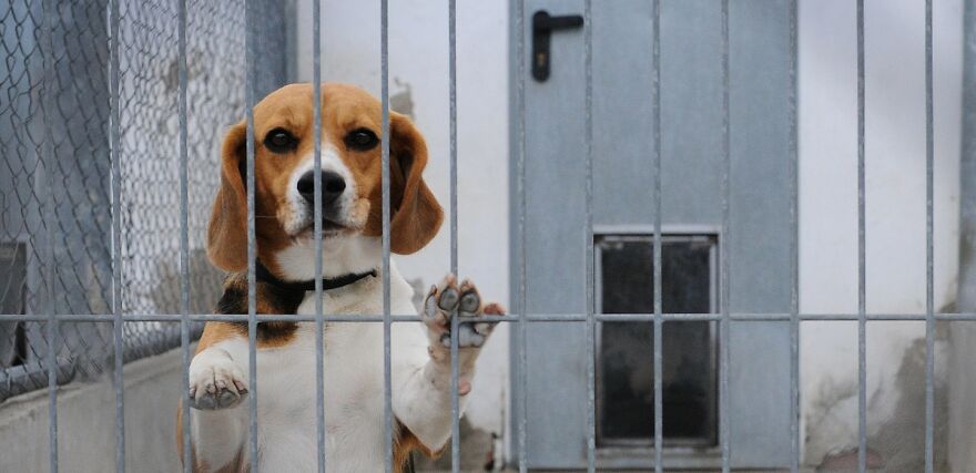 "They Don't Know What Grass Is": Over 4000 Beagles Got Rescued From A Medical Facility, And Now They Are In Dire Need Of New Homes "They Don't Know What Grass Is": Over 4000 Beagles Got Rescued From A Medical Facility, And Now They Are In Dire Need Of New Homes