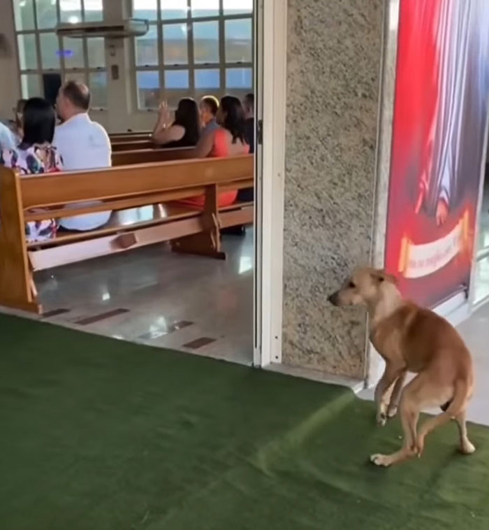 This Stray Dog "Invaded" A Wedding And Ended Up Being Adopted By The Newlyweds