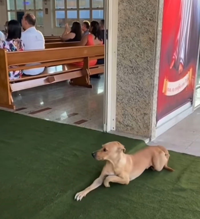 This Stray Dog "Invaded" A Wedding And Ended Up Being Adopted By The Newlyweds