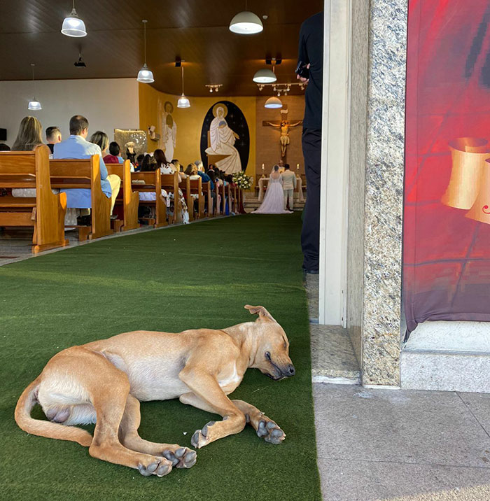 This Stray Dog "Invaded" A Wedding And Ended Up Being Adopted By The Newlyweds