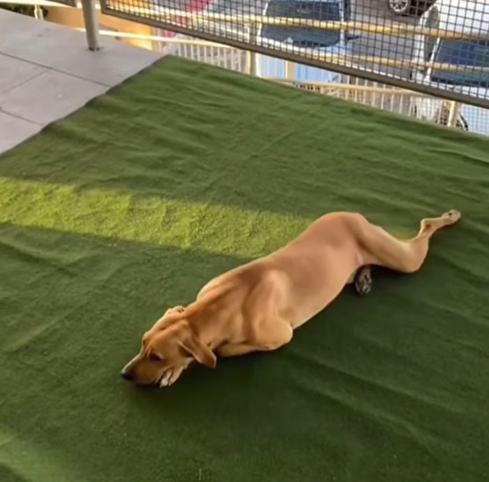 This Stray Dog "Invaded" A Wedding And Ended Up Being Adopted By The Newlyweds