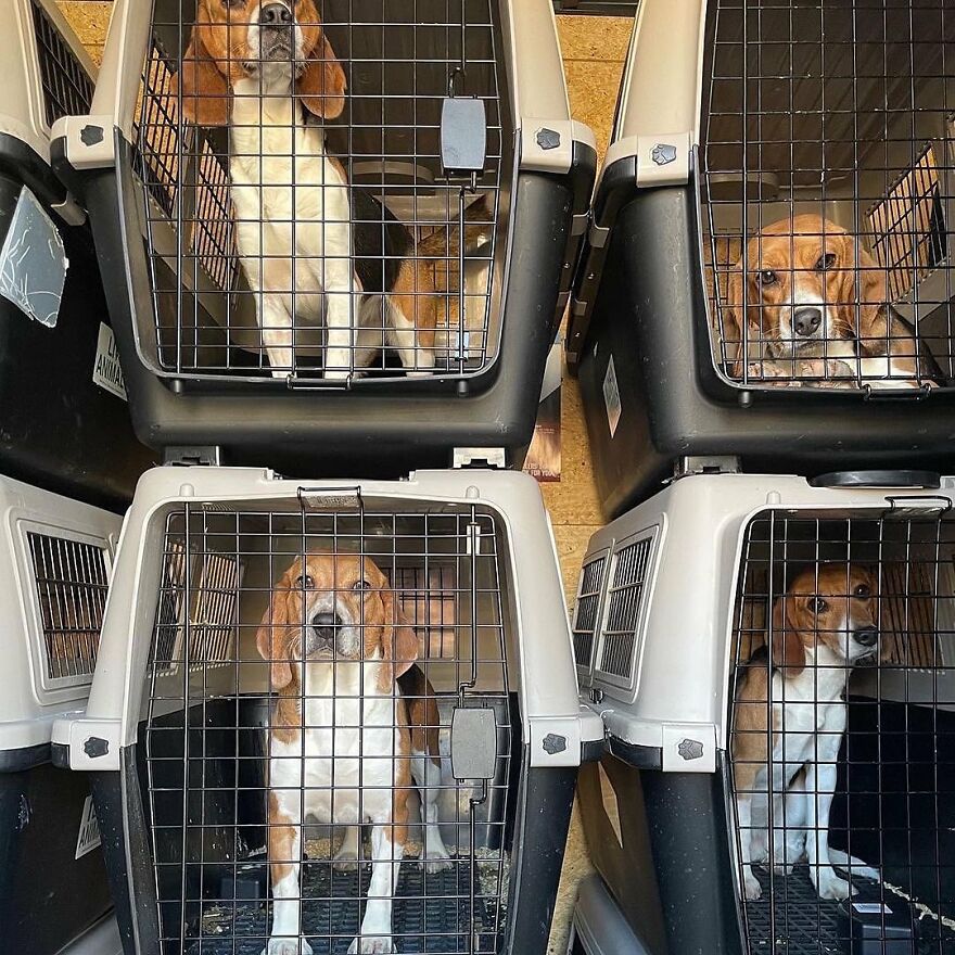 "They Don't Know What Grass Is": Over 4000 Beagles Got Rescued From A Medical Facility, And Now They Are In Dire Need Of New Homes "They Don't Know What Grass Is": Over 4000 Beagles Got Rescued From A Medical Facility, And Now They Are In Dire Need Of New Homes